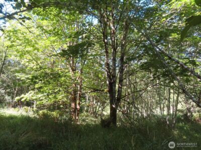 0 Salmon Creek Road , Mossyrock, WA 98564 - Photo 3