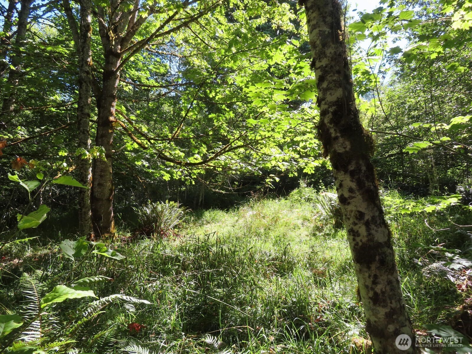 0 Salmon Creek Road , Mossyrock, WA 98564