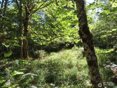 0 Salmon Creek Road , Mossyrock, WA 98564 - Photo 4