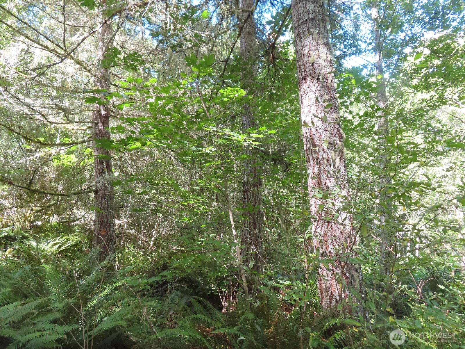 0 Salmon Creek Road , Mossyrock, WA 98564