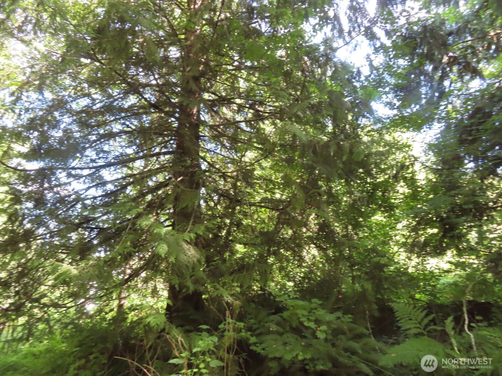 0 Salmon Creek Road , Mossyrock, WA 98564