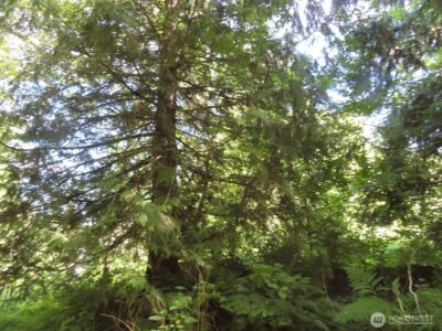0 Salmon Creek Road , Mossyrock, WA 98564 - Photo 8