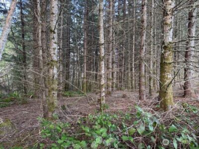 3 Lot Brown Road , Adna, WA 98532 - Photo 1