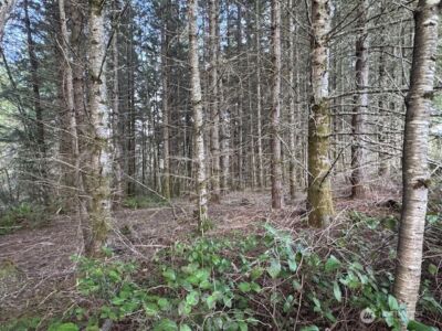 3 Lot Brown Road , Adna, WA 98532 - Photo 2
