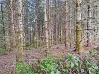 3 Lot Brown Road , Adna, WA 98532 - Photo 10