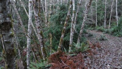 1111 Capstan Rock RD Road , Tahuya, WA 98588 - Photo 27