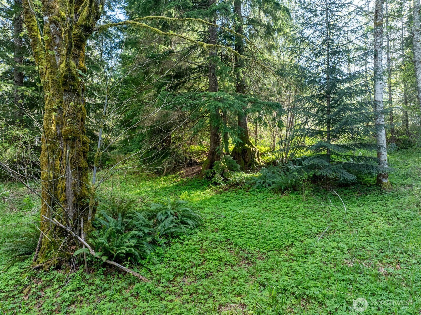 0 Davis Lake Road , Morton, WA 98356
