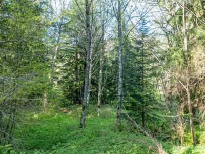 0 Davis Lake Road , Morton, WA 98356 - Photo 10