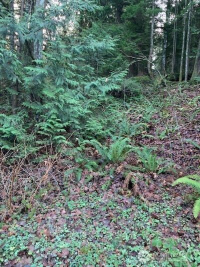 283 xx SE 146th Street , Issaquah, WA 98027 - Photo 1