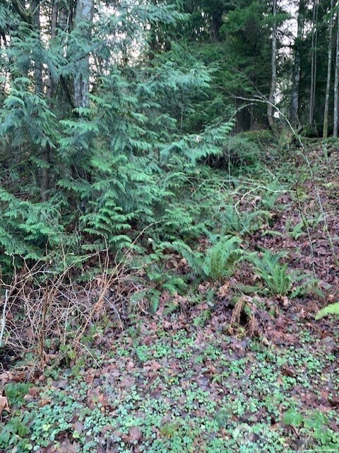283 xx SE 146th Street , Issaquah, WA 98027