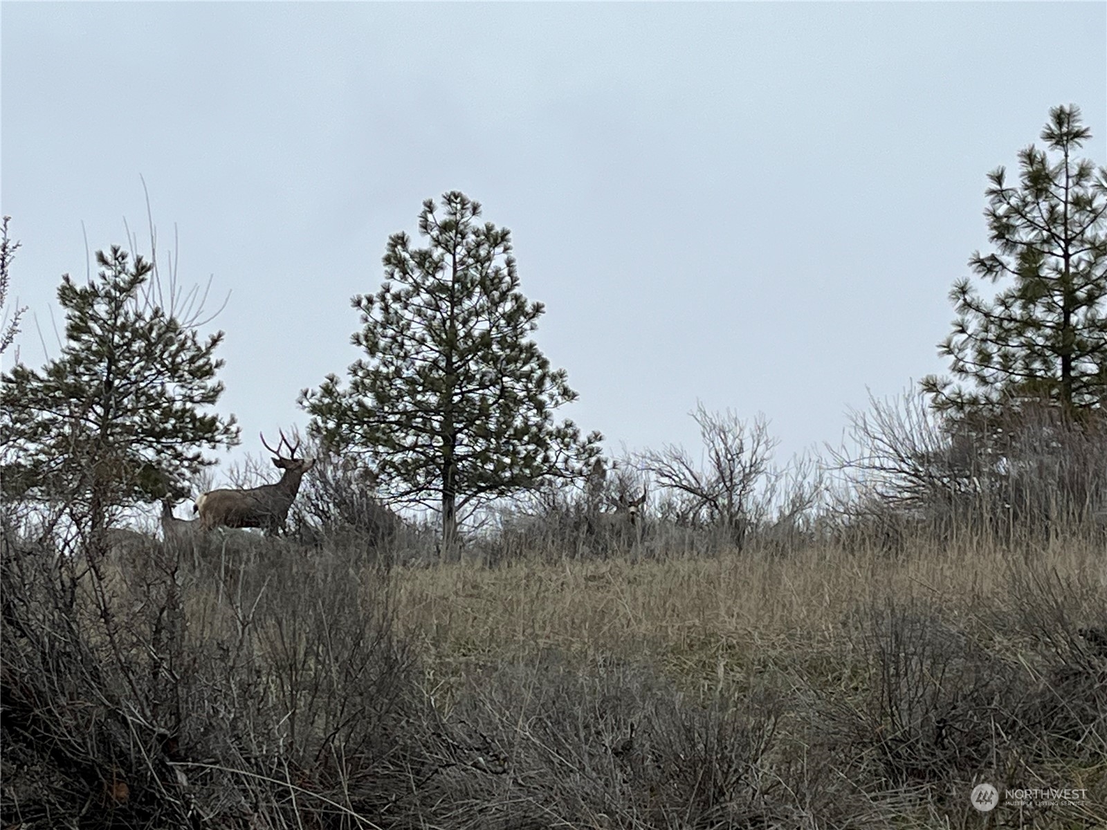 41831 Rio Vista Lane N #Lot 7, Deer Meadows, WA 99122