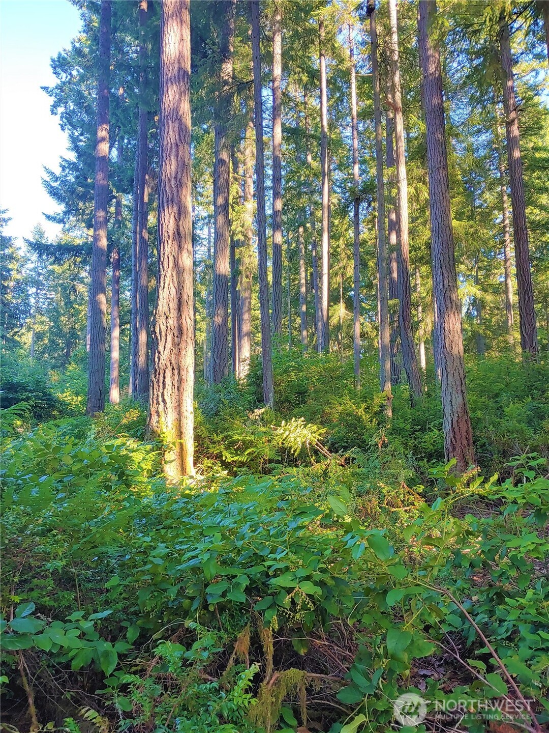 11302 106th Street , Anderson Island, WA 98303
