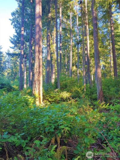 11302 106th Street , Anderson Island, WA 98303 - Photo 1