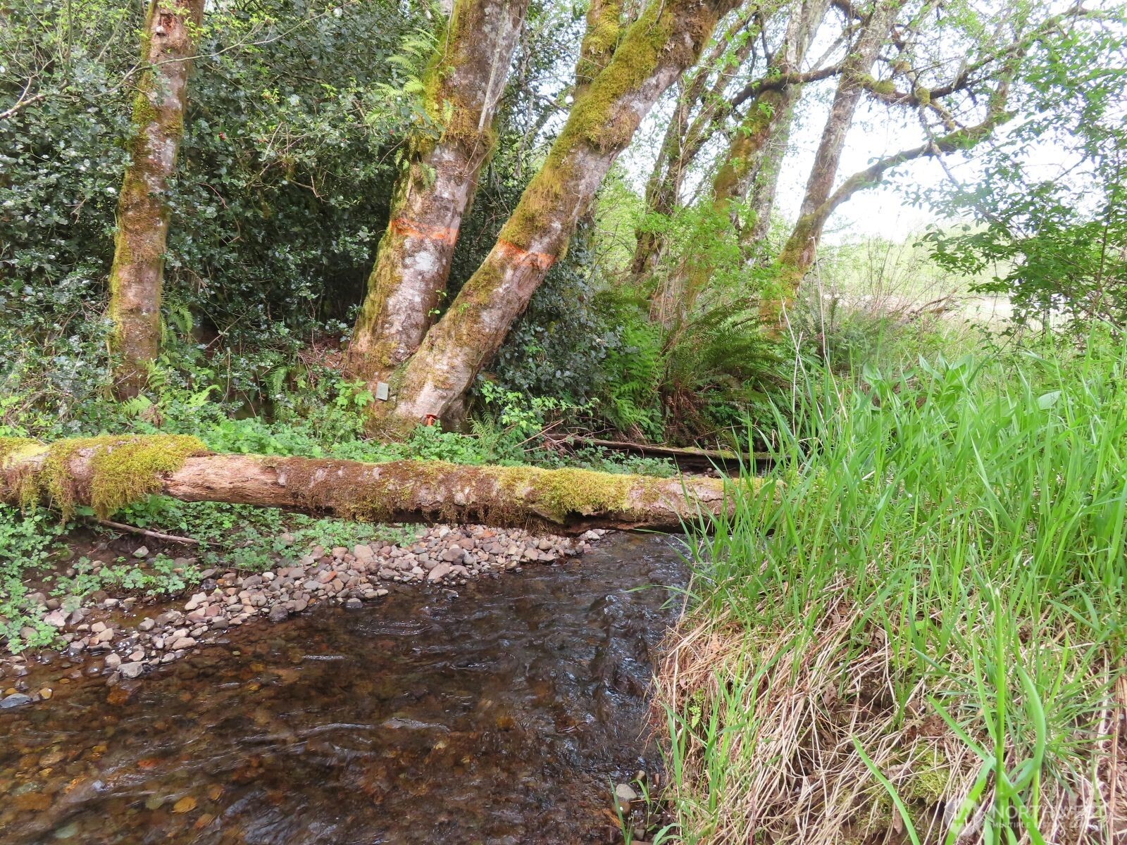 0 XXX Hagen Road , Mossyrock, WA 98645
