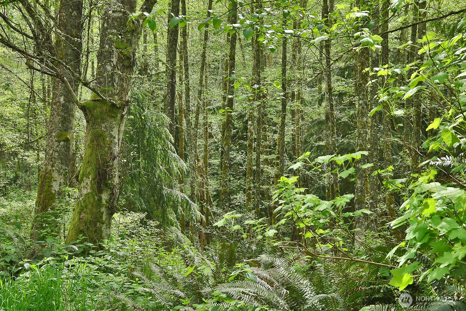 0 XXX Goss Lake Road , Langley, WA 98260