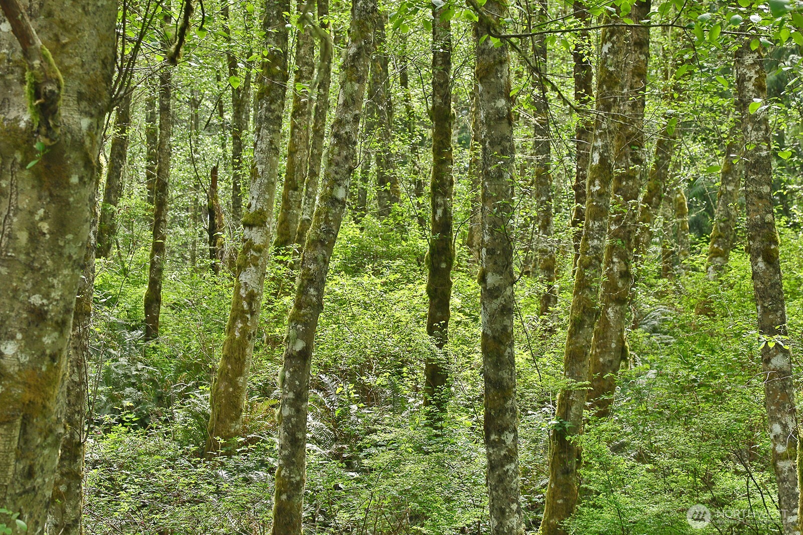 0 XXX Goss Lake Road , Langley, WA 98260