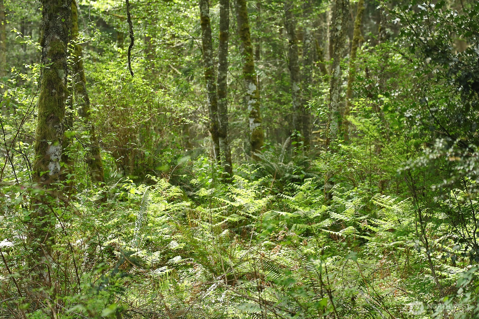0 XXX Goss Lake Road , Langley, WA 98260