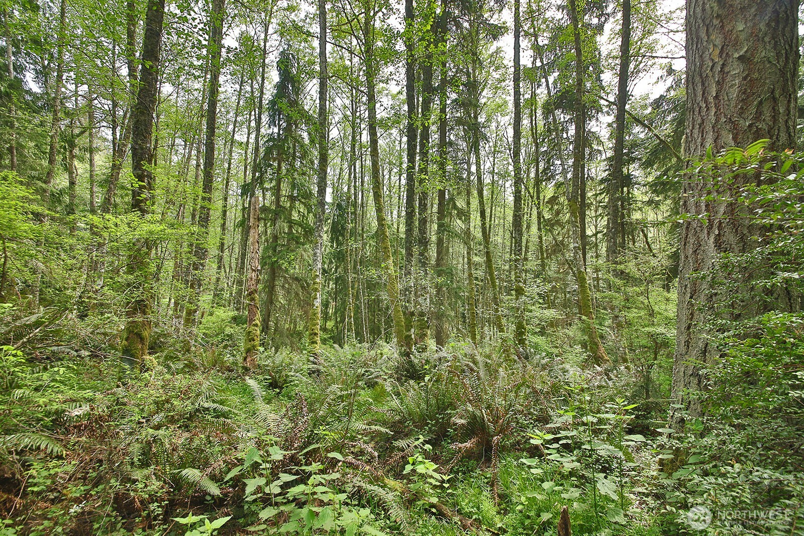 0 XXX Goss Lake Road , Langley, WA 98260