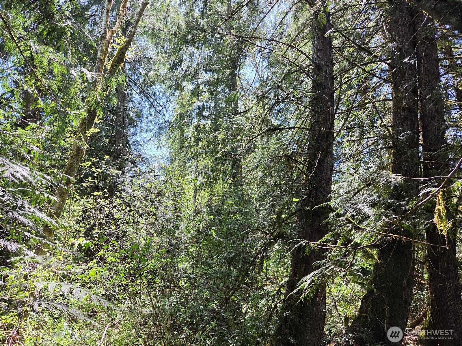 0 Falls Road , Randle, WA 98377