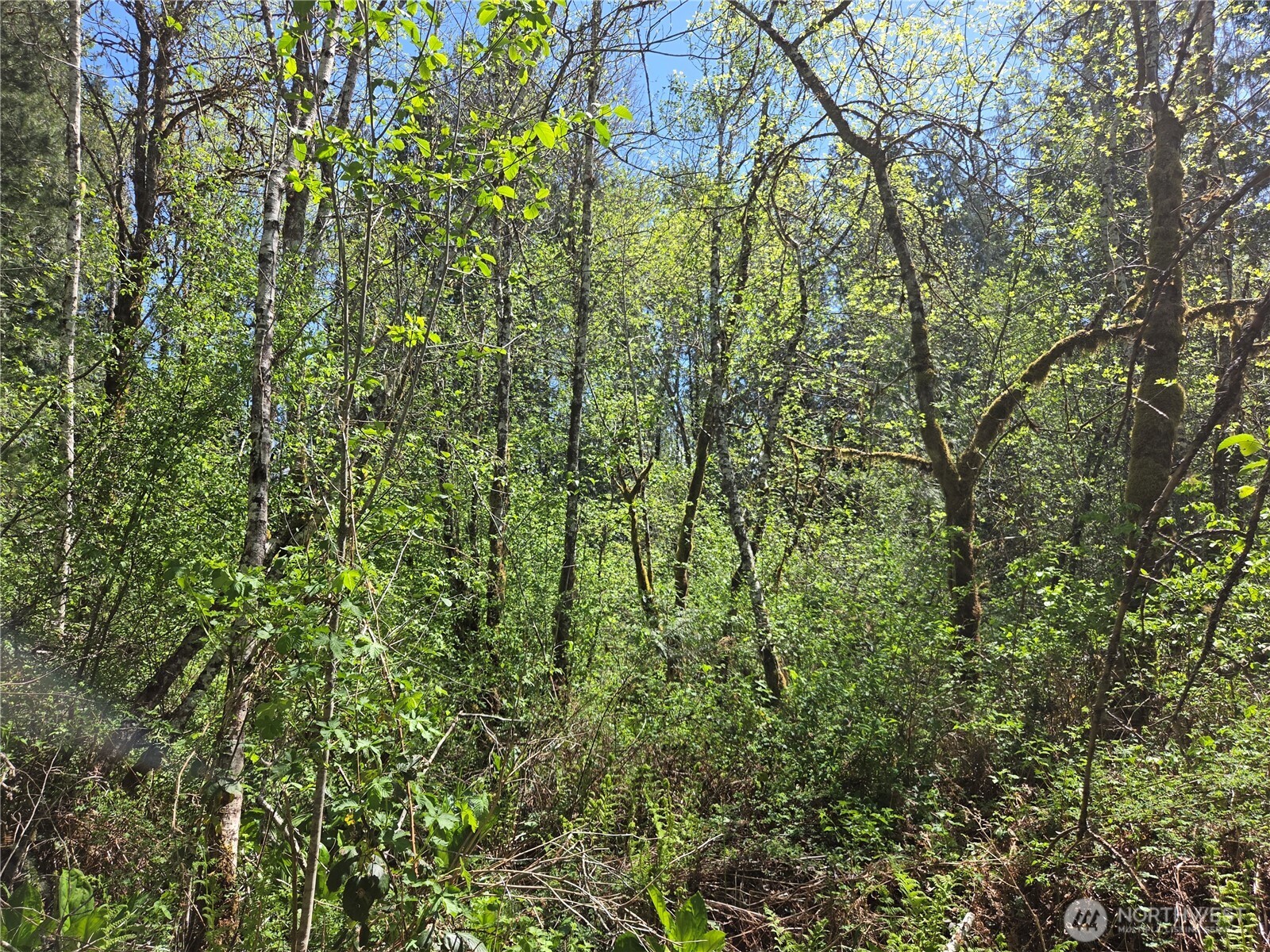 0 Falls Road , Randle, WA 98377