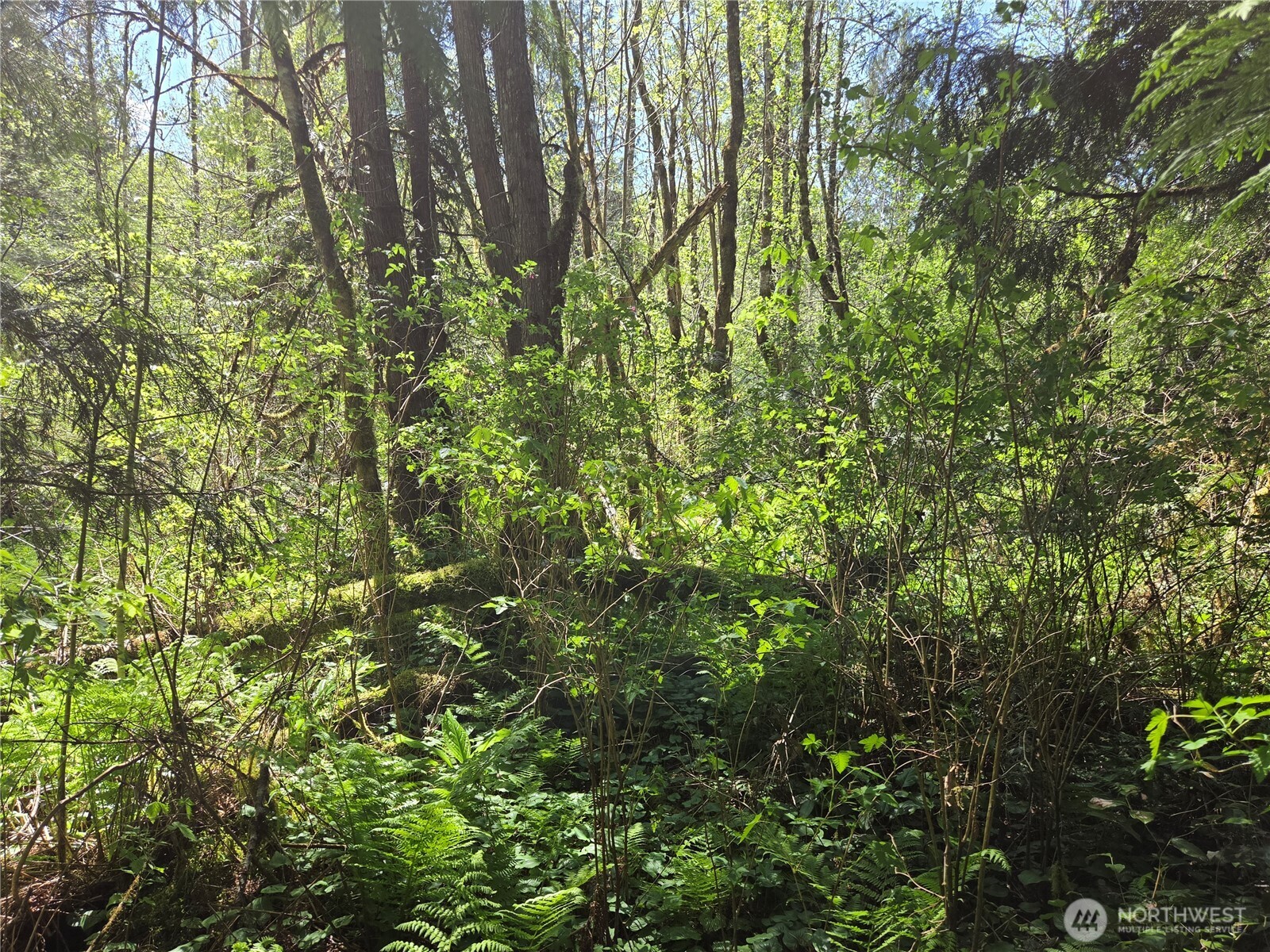 0 Falls Road , Randle, WA 98377