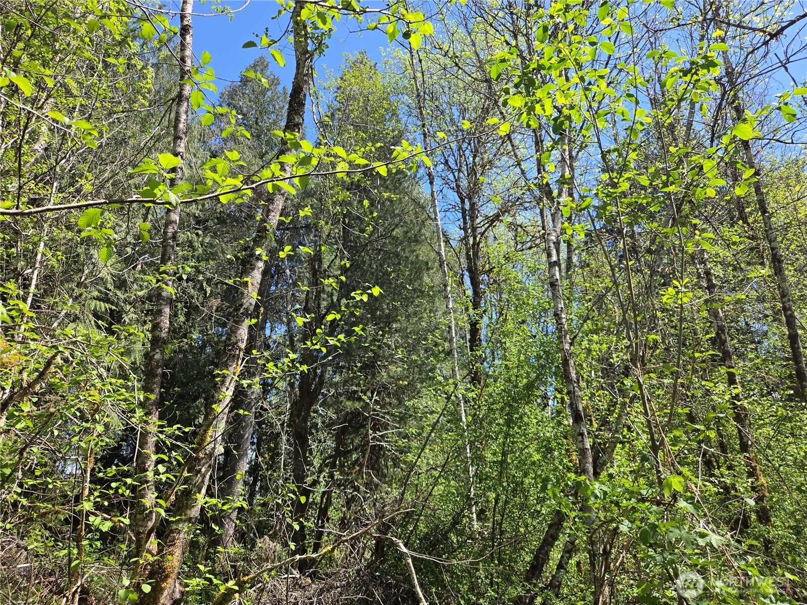0 Falls Road , Randle, WA 98377