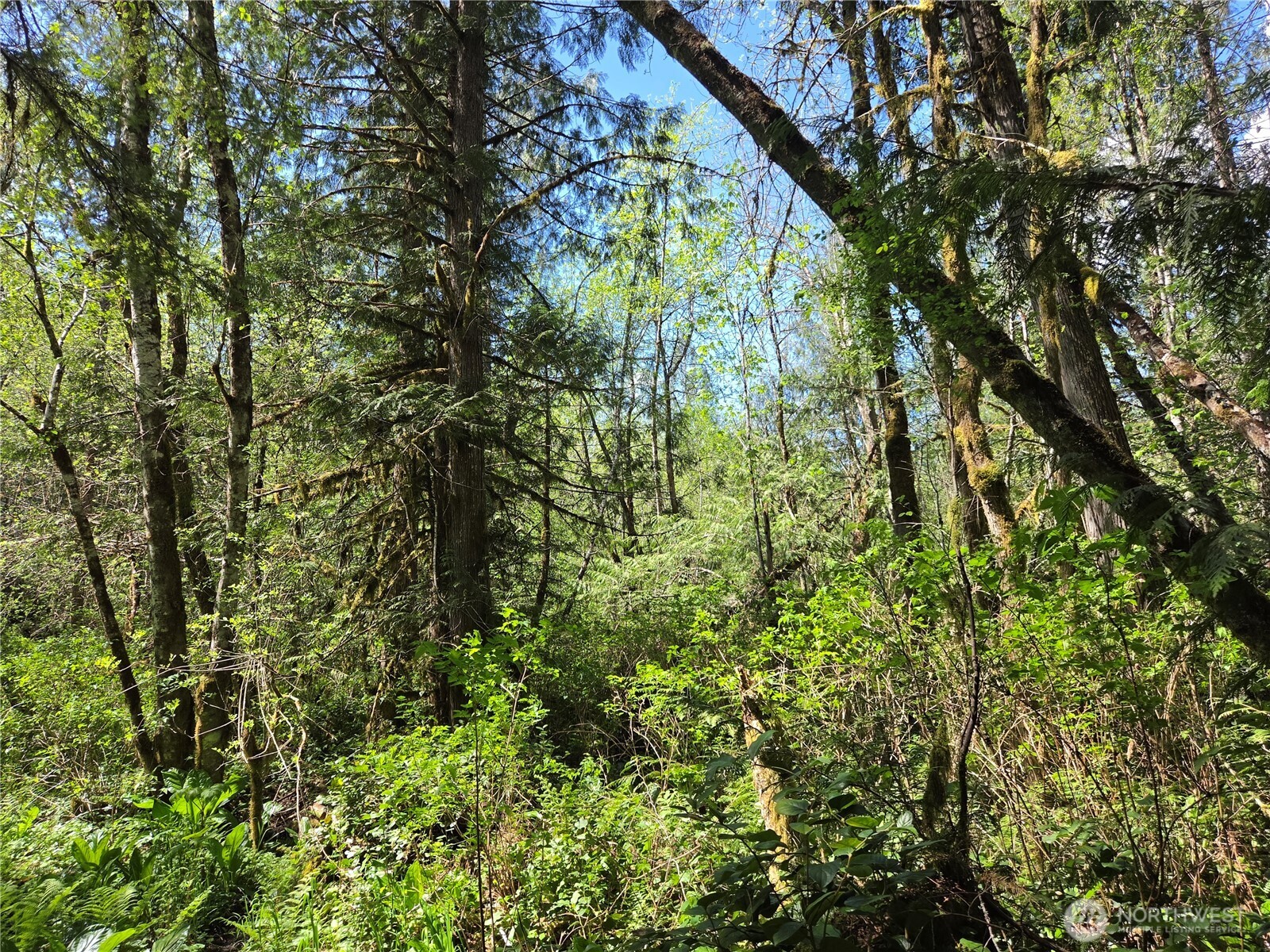 0 Falls Road , Randle, WA 98377