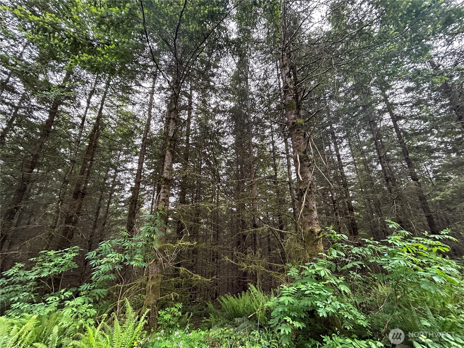 0 Lot 1 Mt Brynion Road , Kelso, WA 98632
