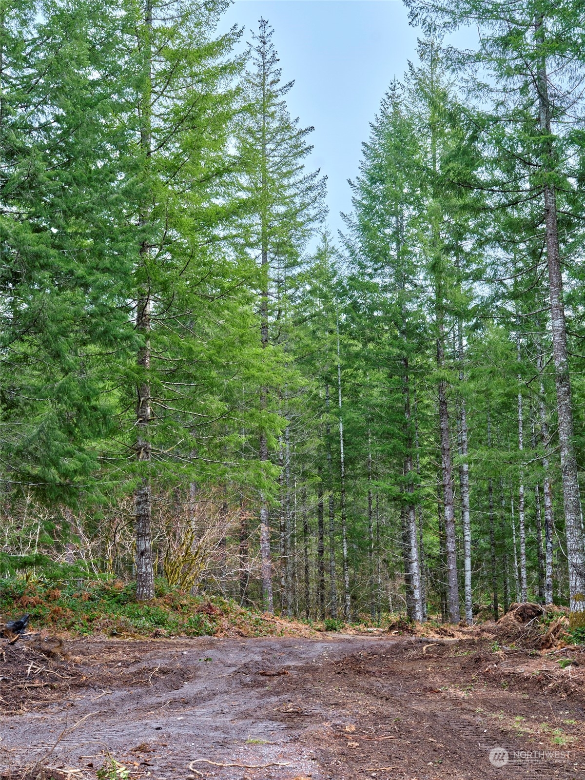 1 A Lahar Lane , Cougar, WA 98616