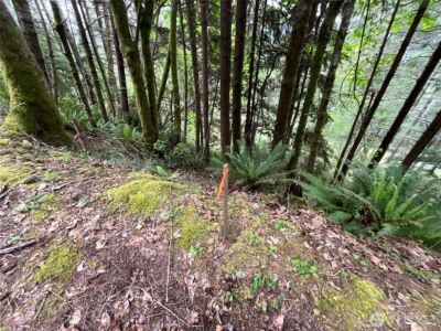 6 X N Colony Surf Drive , Lilliwaup, WA 98555 - Photo 13