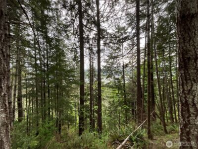 6 X N Colony Surf Drive , Lilliwaup, WA 98555 - Photo 4