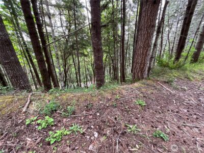 1 N Colony Surf Drive , Lilliwaup, WA 98555 - Photo 6