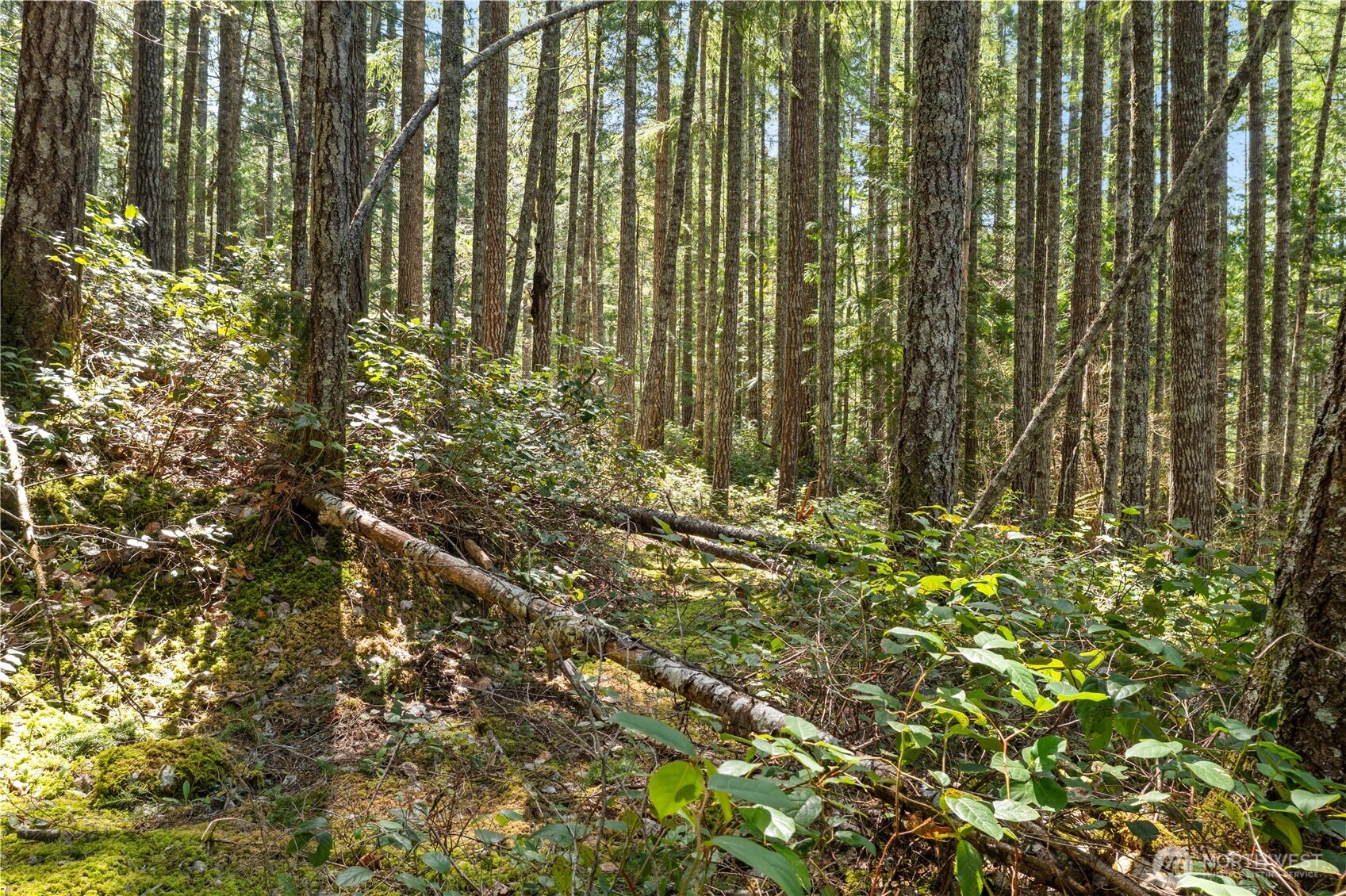 0 N White Tail Trail , Hoodsport, WA 98548