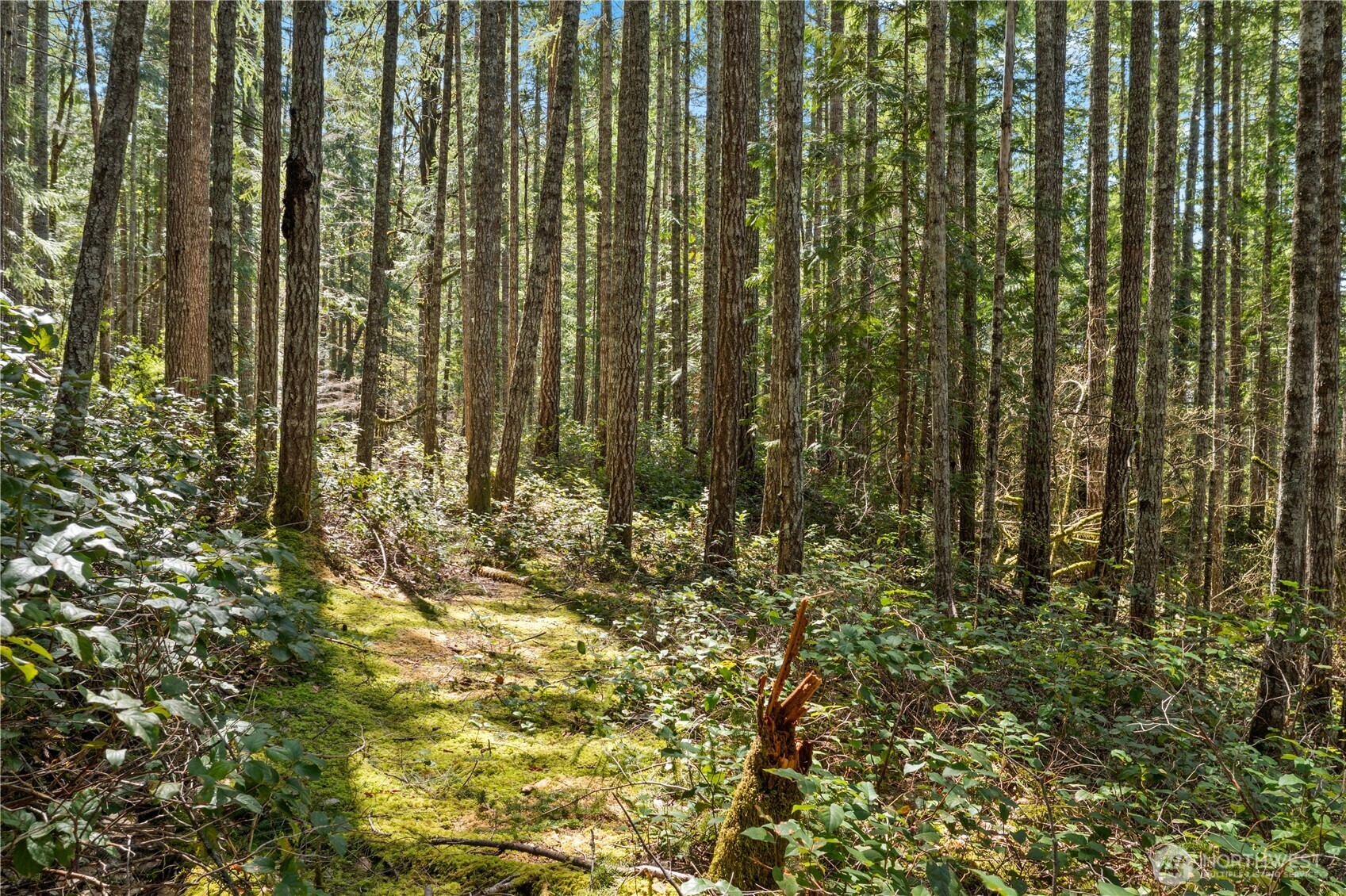 0 N White Tail Trail , Hoodsport, WA 98548