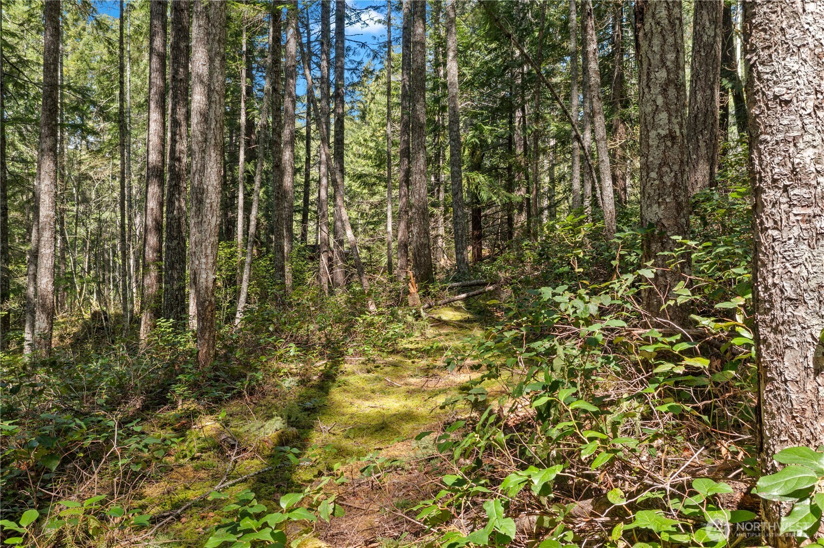 0 N White Tail Trail , Hoodsport, WA 98548