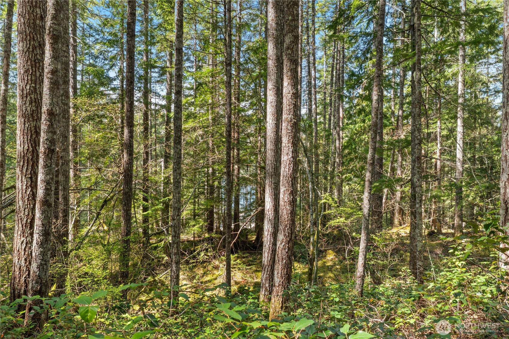 0 N White Tail Trail , Hoodsport, WA 98548