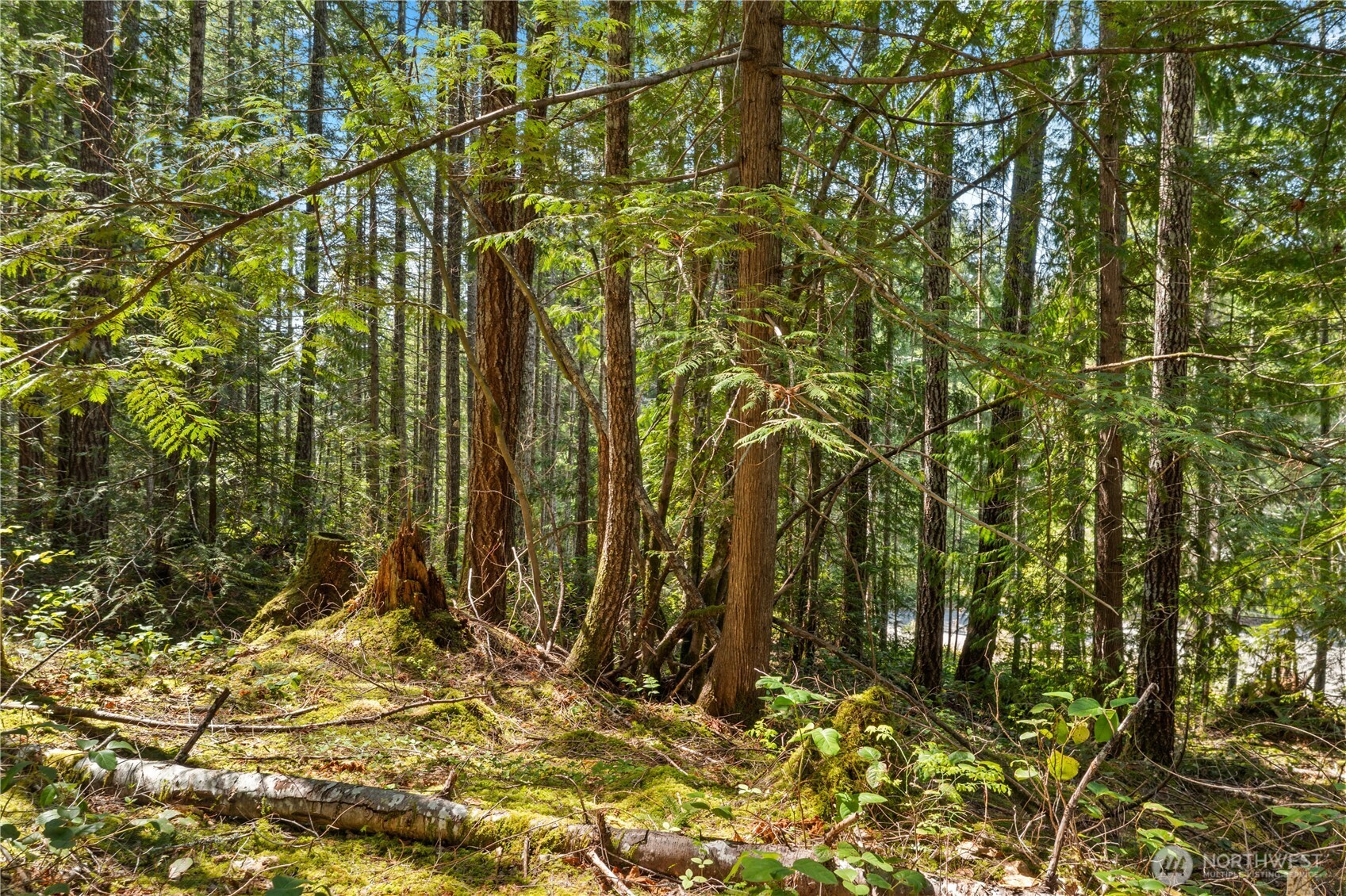0 N White Tail Trail , Hoodsport, WA 98548