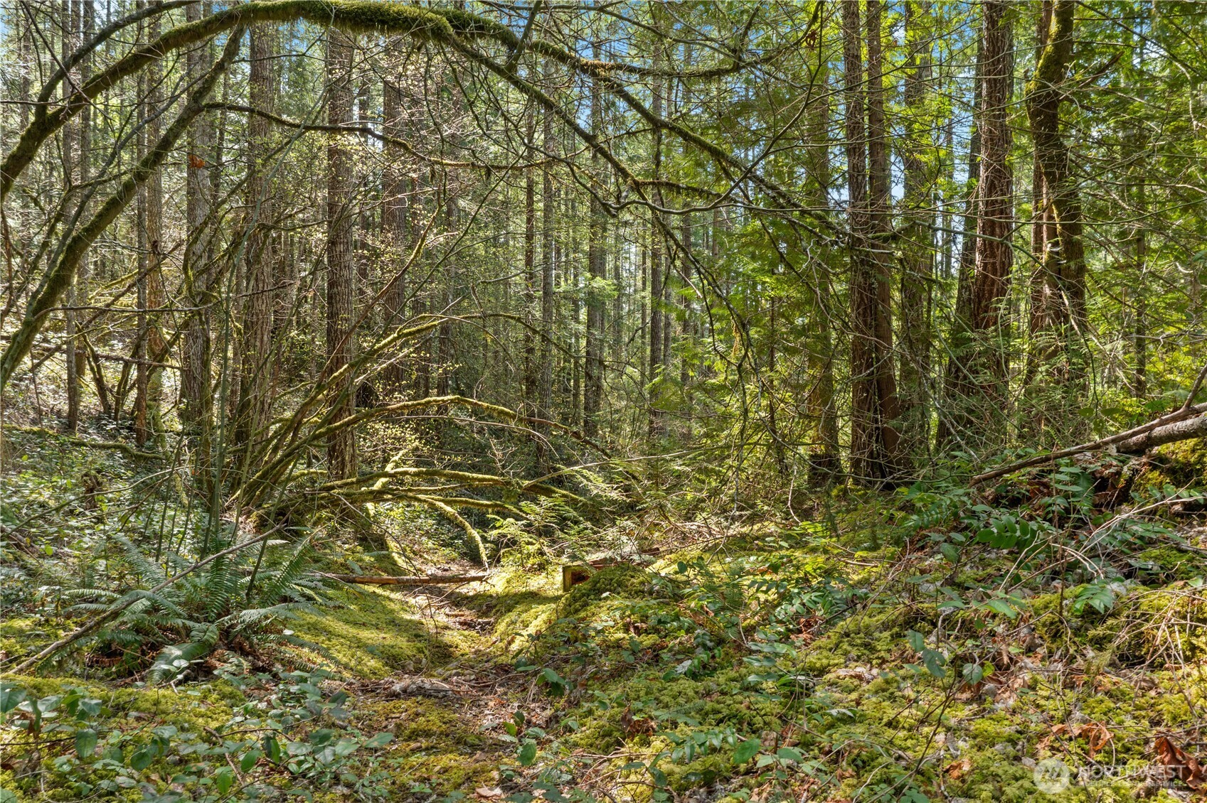 0 N White Tail Trail , Hoodsport, WA 98548