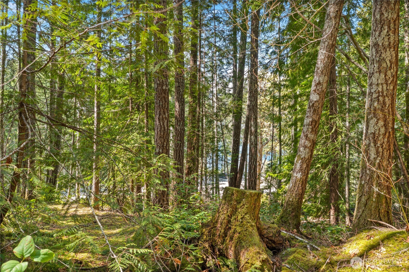 0 N White Tail Trail , Hoodsport, WA 98548
