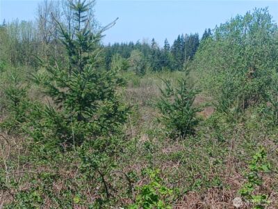 123 Meier Road , Winlock, WA 98596 - Photo 14