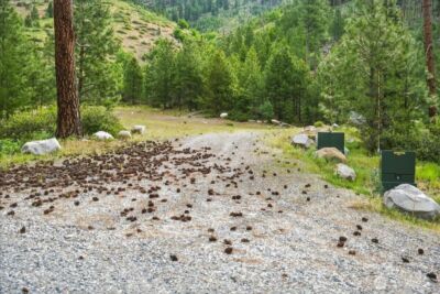 4 Lot Mossback Lane , Entiat, WA 98822 - Photo 9