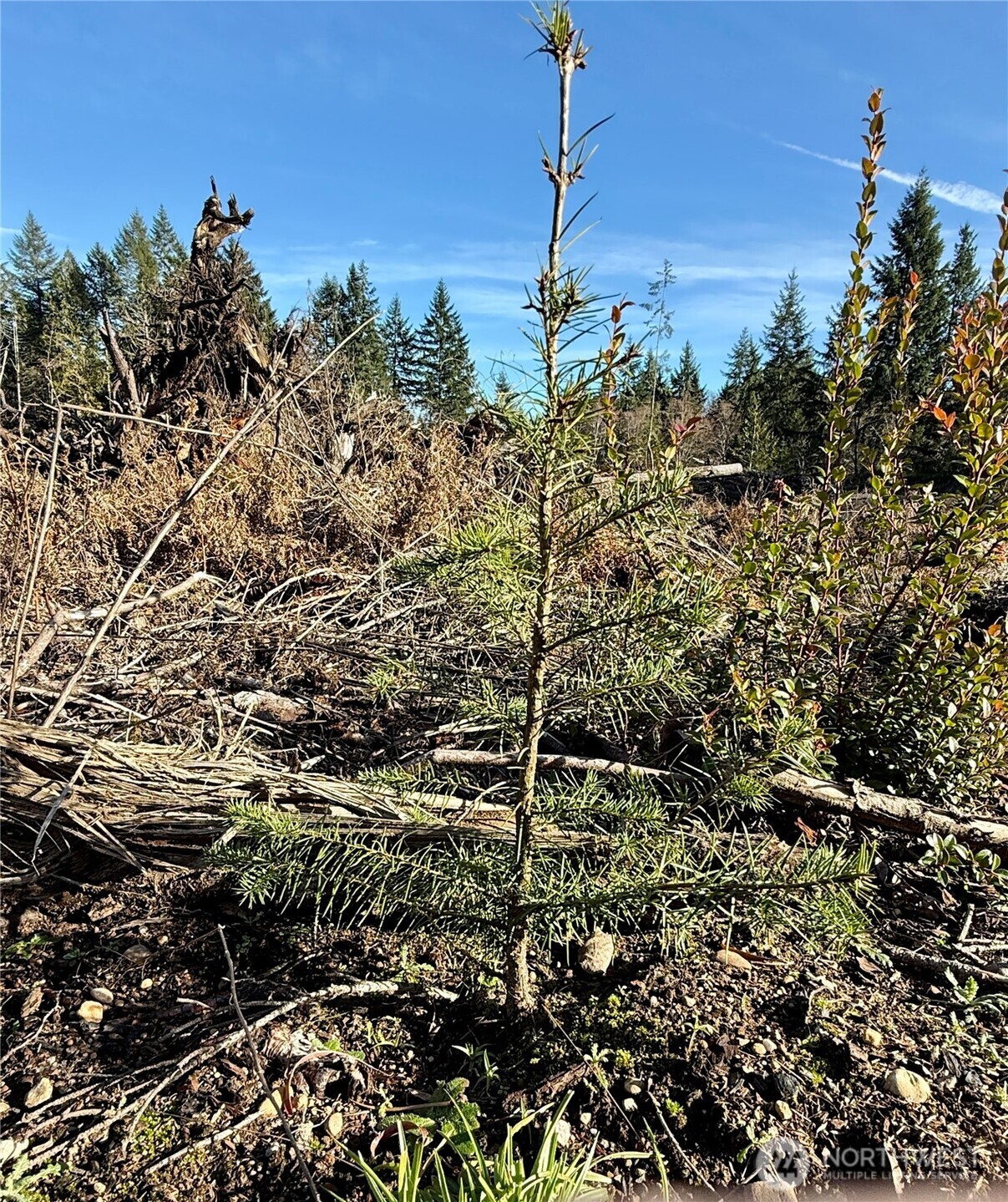 250 E Solbakk Veien Road , Shelton, WA 98584