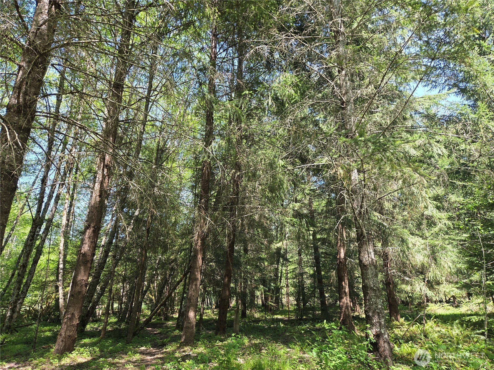 123 Campfire Lane , Packwood, WA 98361