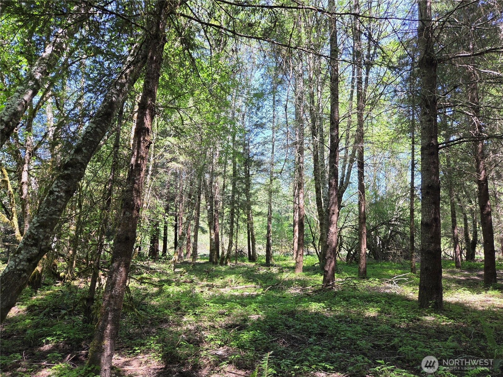 123 Campfire Lane , Packwood, WA 98361