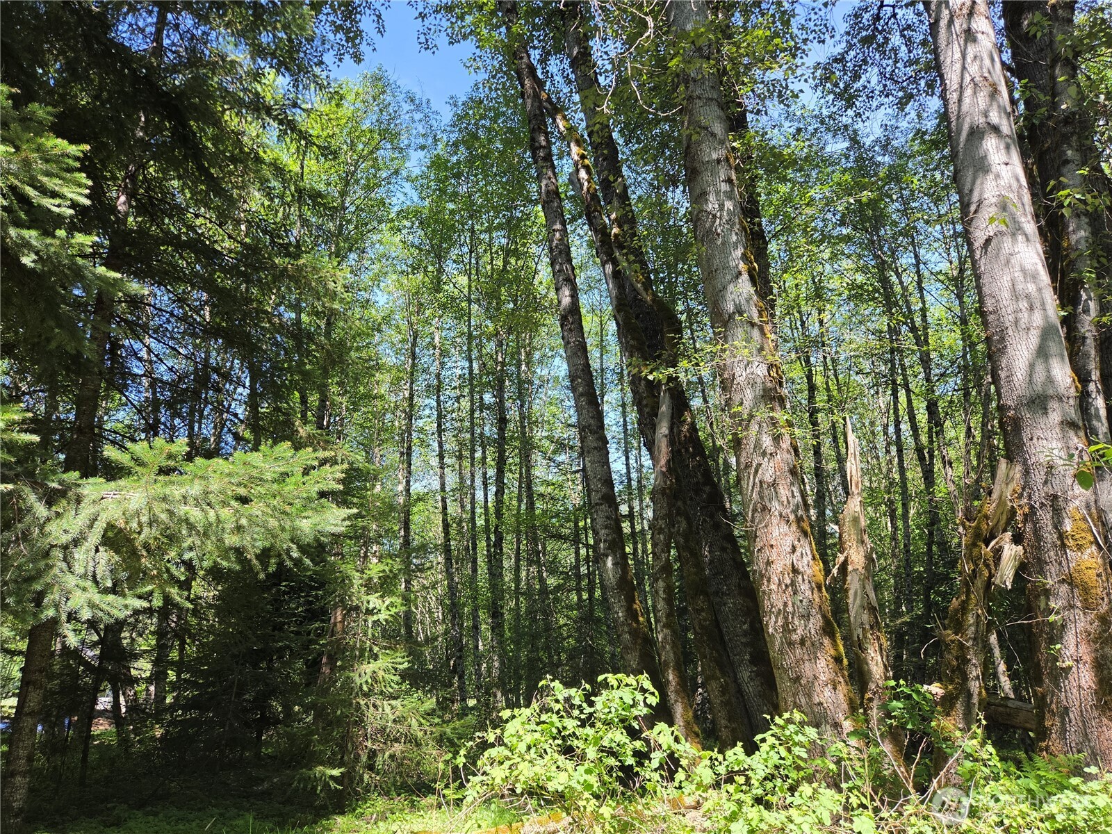 123 Campfire Lane , Packwood, WA 98361