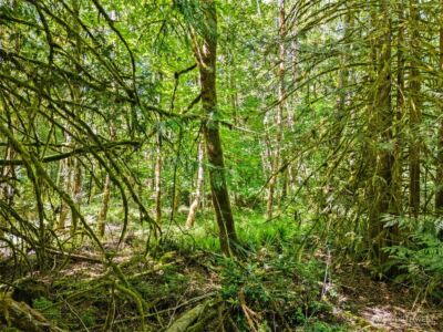 0 TR D E Jared Road , Shelton, WA 98584