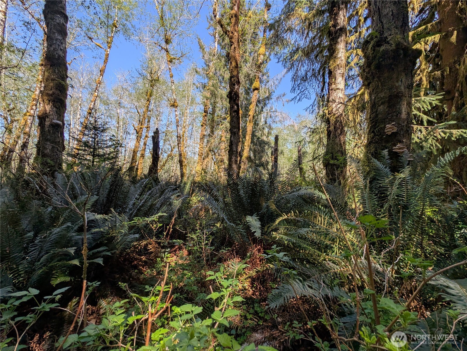 999 Hoh River Park Drive , Forks, WA 98331
