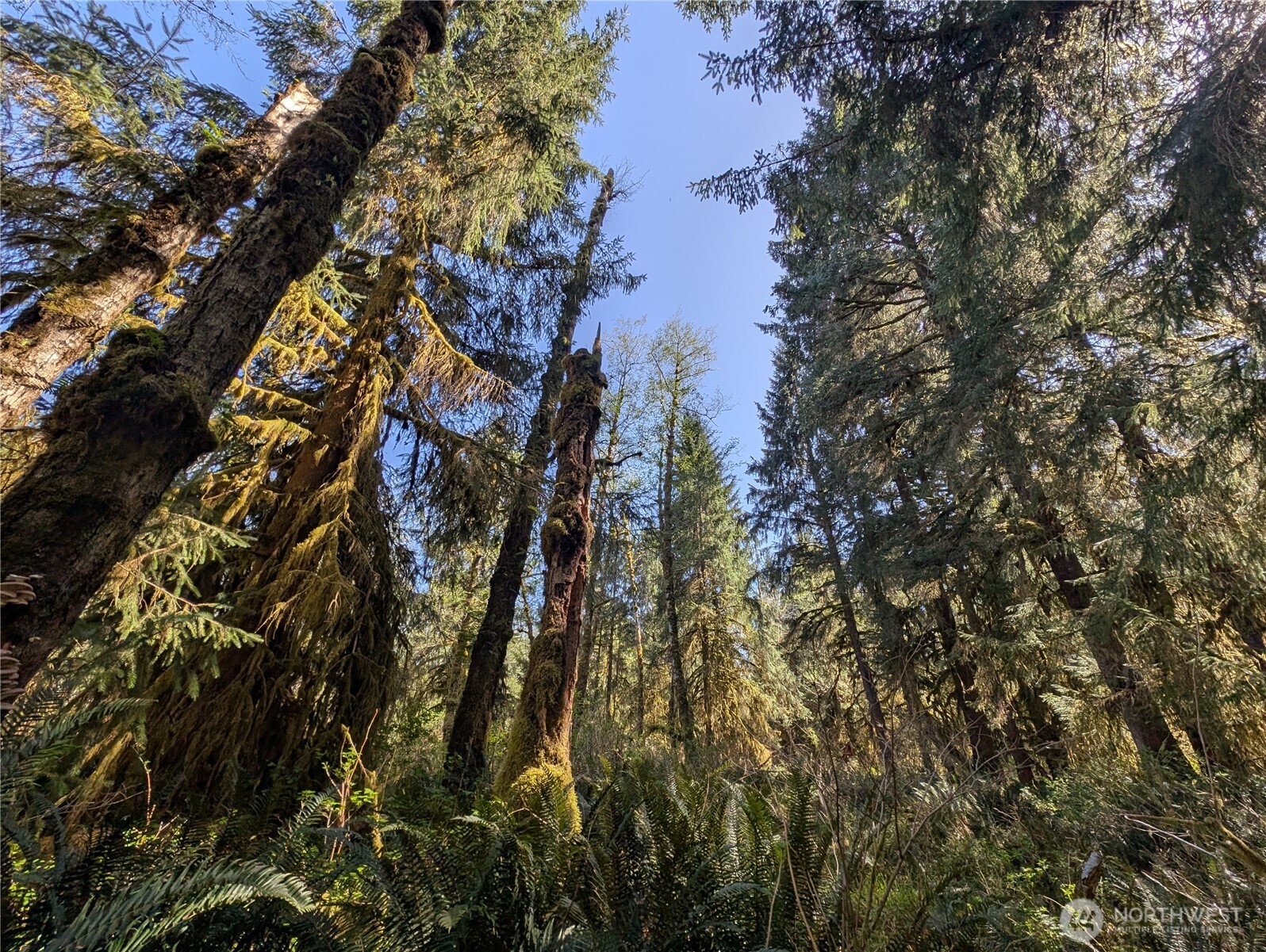 999 Hoh River Park Drive , Forks, WA 98331