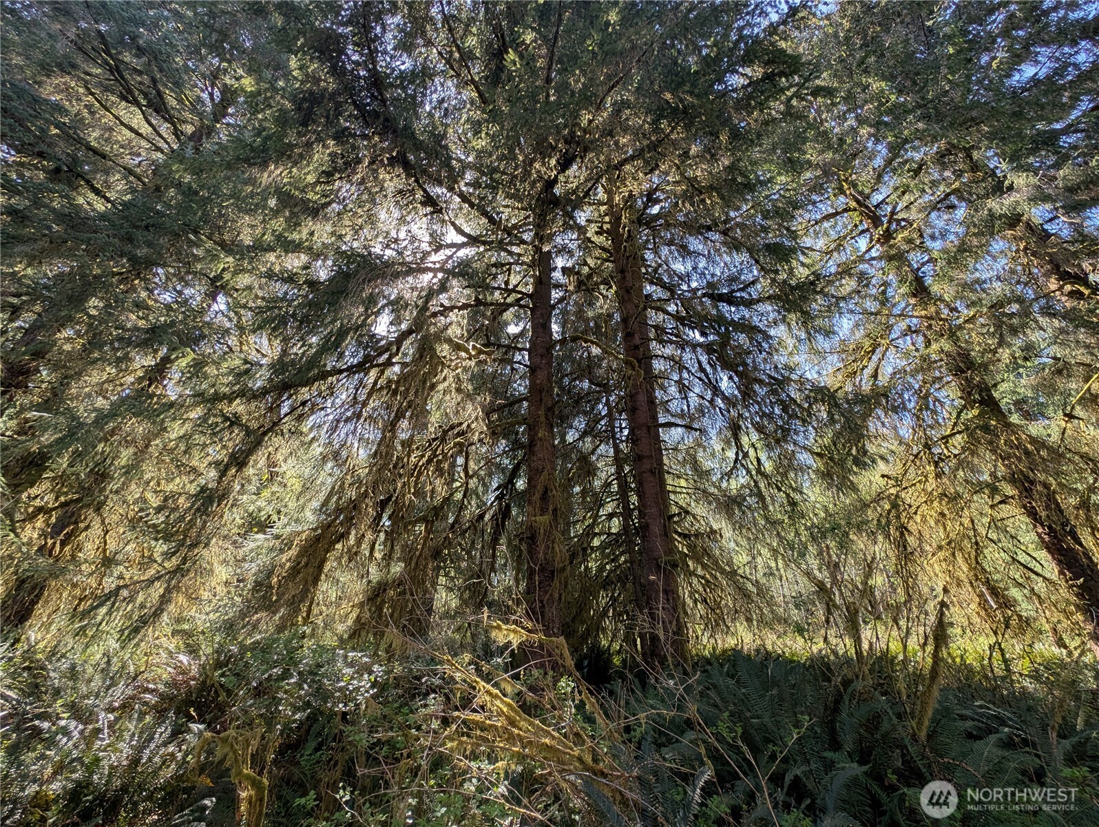 999 Hoh River Park Drive , Forks, WA 98331