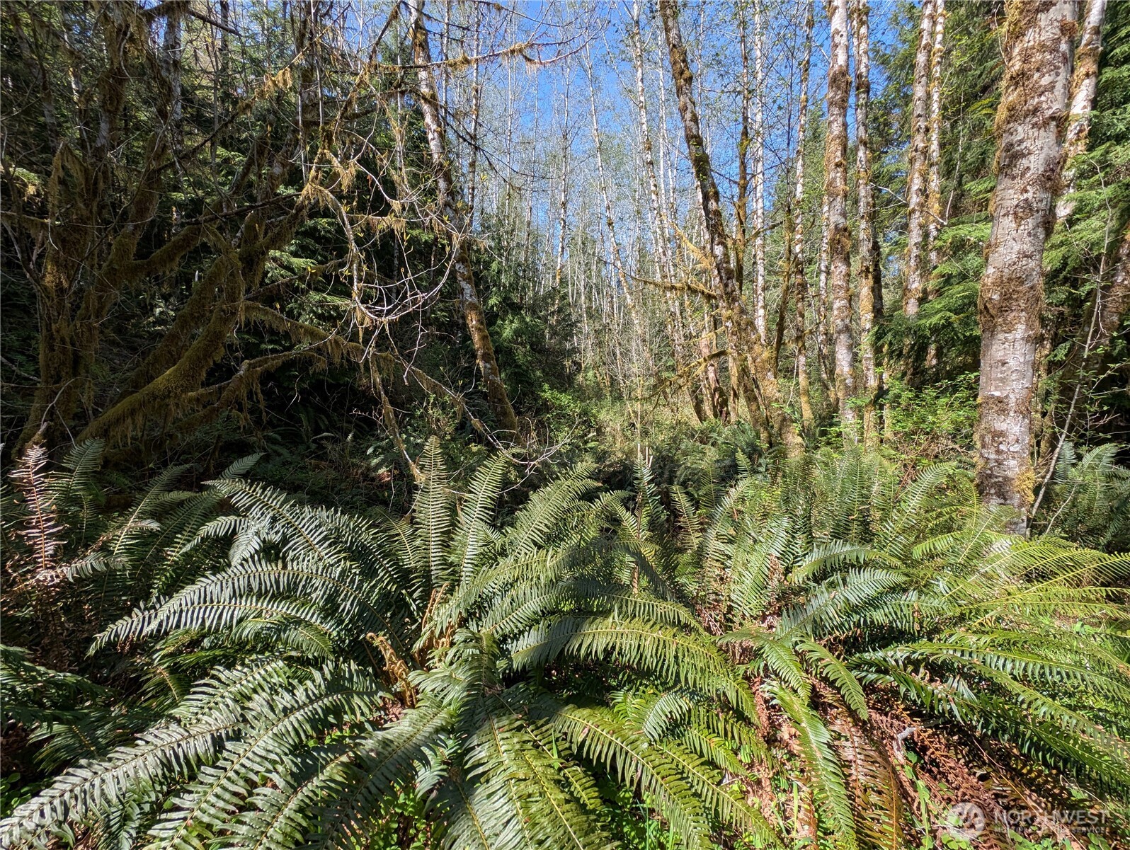 999 Hoh River Park Drive , Forks, WA 98331